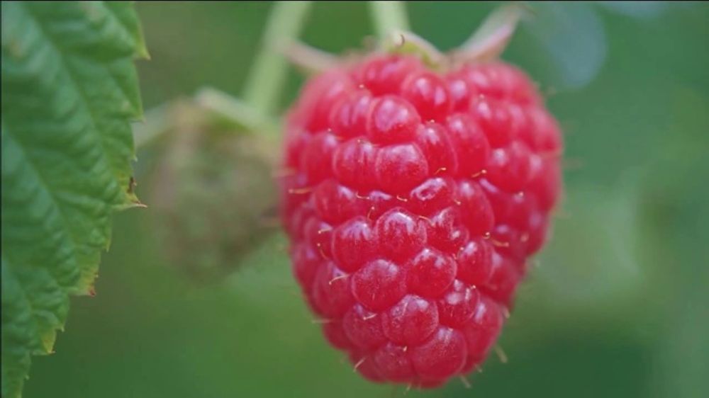 Berry Season Thumbnail