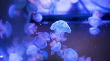 Viator TV Spot, 'London, UK: SEA LIFE Aquarium Ticket' - Thumbnail 1