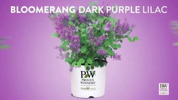 Proven Winners Bloomerang  Dark Purple Reblooming Lilac TV Spot, 'Trialed and Tested'