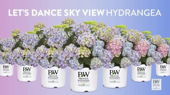 Thumbnail for Proven Winners TV Spot, 'Let's Dance Sky View Hydrangea'