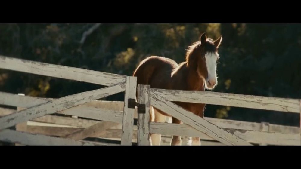 Budweiser Super Bowl 2025 Teaser, 'Left Behind' Song by The Bellamy Brothers