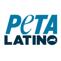 Thumbnail for PETA Latino