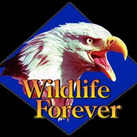 Thumbnail for Wildlife Forever